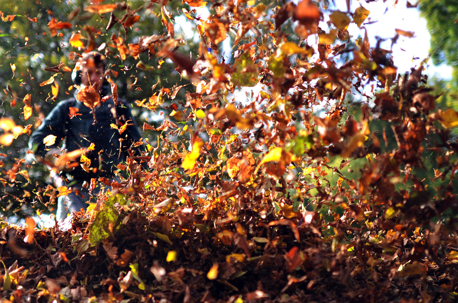 Leaves blowing